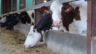 Passer du tourteau de soja au colza permet de faire des économies tout en conservant des performances correctes. Côté valeurs alimentaires, le tourteau de colza est favorable à la production laitière (+ 0,6 litre), au TP (+ 0,3 point) mais fait baisser le TB (- 1,2 point). (©Terre-net Média) Passer du tourteau de soja au colza permet de faire des économies tout en conservant des performances correctes. Côté valeurs alimentaires, le tourteau de colza est favorable à la production laitière (+ 0,6 litre), au TP (+ 0,3 point) mais fait baisser le TB (- 1,2 point). (©Terre-net Média)