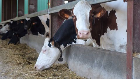 Passer du tourteau de soja au colza permet de faire des économies tout en conservant des performances correctes. Côté valeurs alimentaires, le tourteau de colza est favorable à la production laitière (+ 0,6 litre), au TP (+ 0,3 point) mais fait baisser le TB (- 1,2 point). (©Terre-net Média) Passer du tourteau de soja au colza permet de faire des économies tout en conservant des performances correctes. Côté valeurs alimentaires, le tourteau de colza est favorable à la production laitière (+ 0,6 litre), au TP (+ 0,3 point) mais fait baisser le TB (- 1,2 point). (©Terre-net Média)