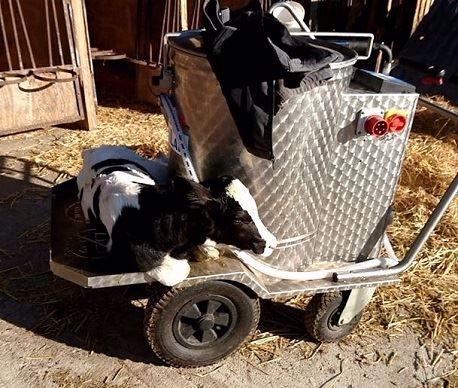 Taxi-lait ou taxi-veaux