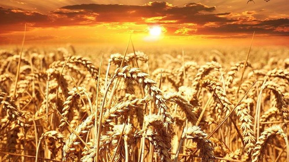 Pour le blé tendre, les scientifiques s'attendent à une baisse des rendements de l'ordre de - 2 %. (©Pixabay)