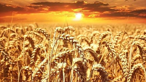 Pour le blé tendre, les scientifiques s'attendent à une baisse des rendements de l'ordre de - 2 %. (©Pixabay)