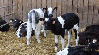 « Face au coût des IA et au prix des veaux, on hésite à acheter un taureau BBB » « Face au coût des IA et au prix des veaux, on hésite à acheter un taureau BBB »