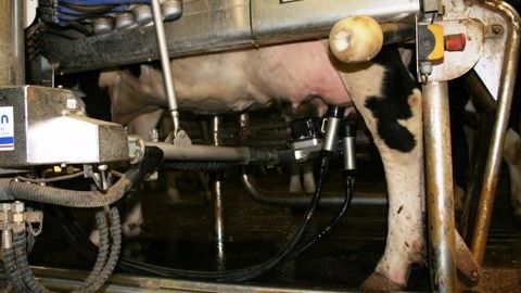 Les éleveurs produisent habituellement 3,3 % de lait en plus en avril par rapport aux autres mois. (©Terre-net Média)
