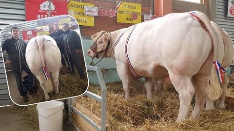 Alors que les concours leur permettent de mieux valoriser leurs animaux, les associés du Gaec de la Grange-Sabot (03) sont eux aussi confrontés aux mesures de confinement. « On perd toute la plus-value des concours sur les ventes », explique Antoine Guillemet. (©Gaec de la Grange-Sabot) Alors que les concours leur permettent de mieux valoriser leurs animaux, les associés du Gaec de la Grange-Sabot (03) sont eux aussi confrontés aux mesures de confinement. « On perd toute la plus-value des concours sur les ventes », explique Antoine Guillemet. (©Gaec de la Grange-Sabot)
