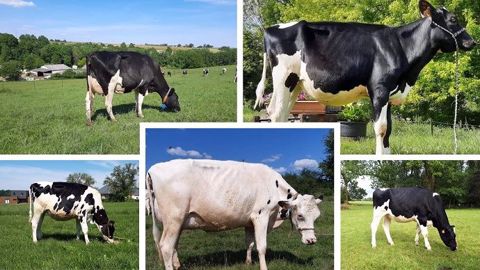 Sur Facebook, votez pour la plus belle Holstein ! Sur Facebook, votez pour la plus belle Holstein !