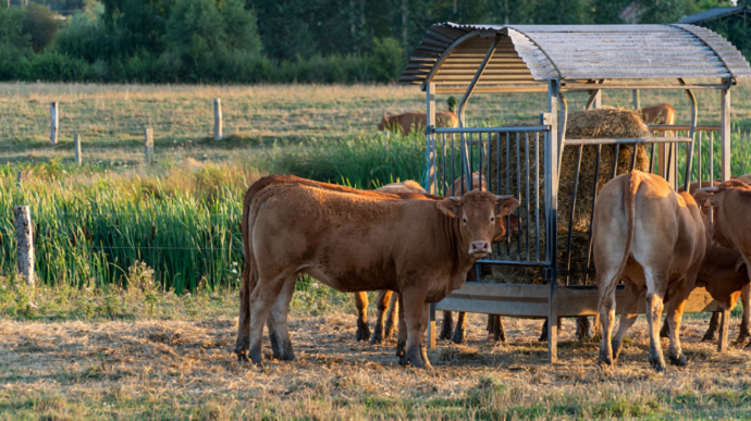 vaches allaitantes limousines