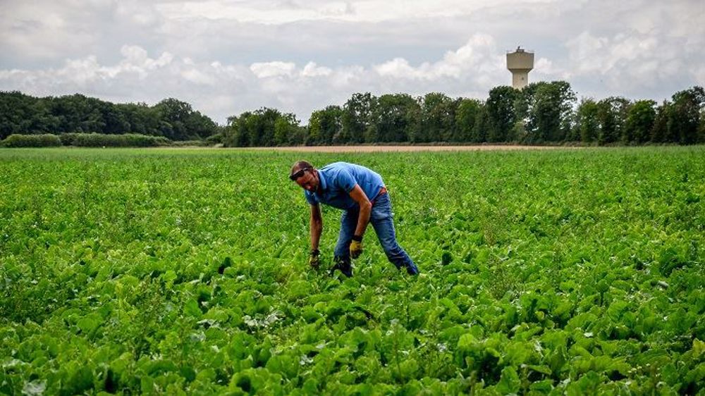 Pour Romain Lhopiteau, la principale difficulté à noter dans la conduite de la betterave bio : la gestion des adventices. (©Michel Blossier)