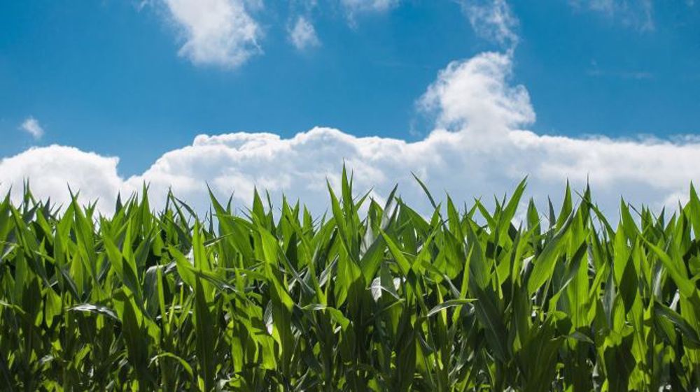 Pour l'OCDE et la FAO, les politiques de soutien aux agriculteurs ont un impact négatif sur l'environnement, le fonctionnement des marchés et la résilience à long terme des agriculteurs. (©Pixabay)