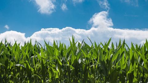Pour l'OCDE et la FAO, les politiques de soutien aux agriculteurs ont un impact négatif sur l'environnement, le fonctionnement des marchés et la résilience à long terme des agriculteurs. (©Pixabay)