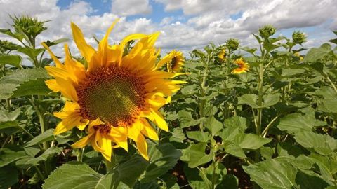 Et dans votre secteur ? Comment se portent vos tournesols ? (©Terres Inovia)