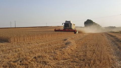 La moisson est en avance cette année. (©Terre-net Média)