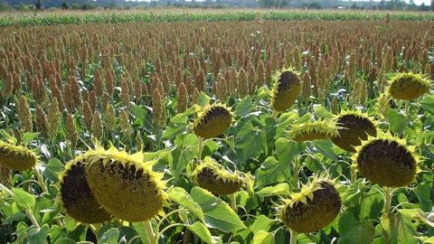 Tournesol, sorgho, soja... ces cultures s'étendent vers le nord de la France. (©Inrae)