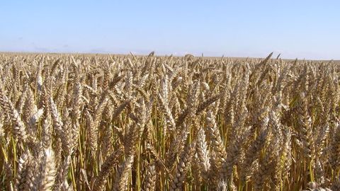  Découvrez les résultats d'essais variétés définitifs et les recommandations d'Arvalis. (©Terre-net Média)