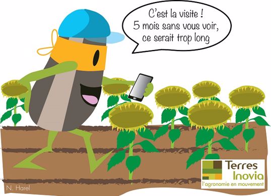Visite des parcelles de tournesol