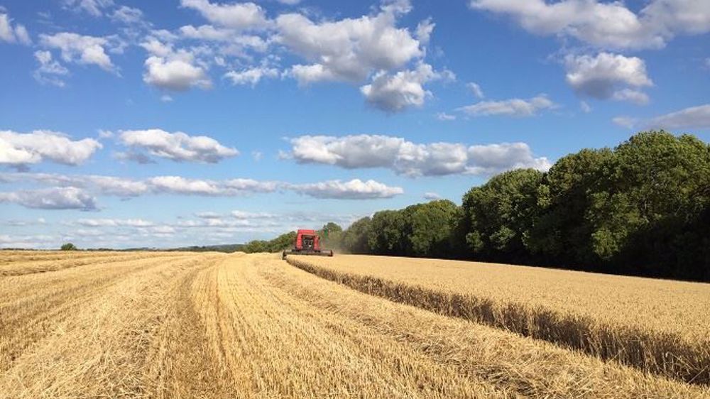 Plusieurs leviers peuvent contribuer à briser le cycle de l'ergot. (©Terre-net Média)