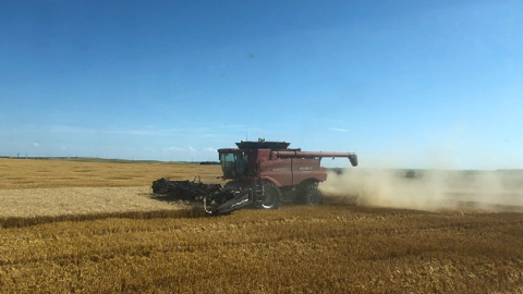Aux États-Unis, 6 % de surfaces de blé supplémentaires ont été récoltées la semaine passée. (©@NelsonCertSeed)