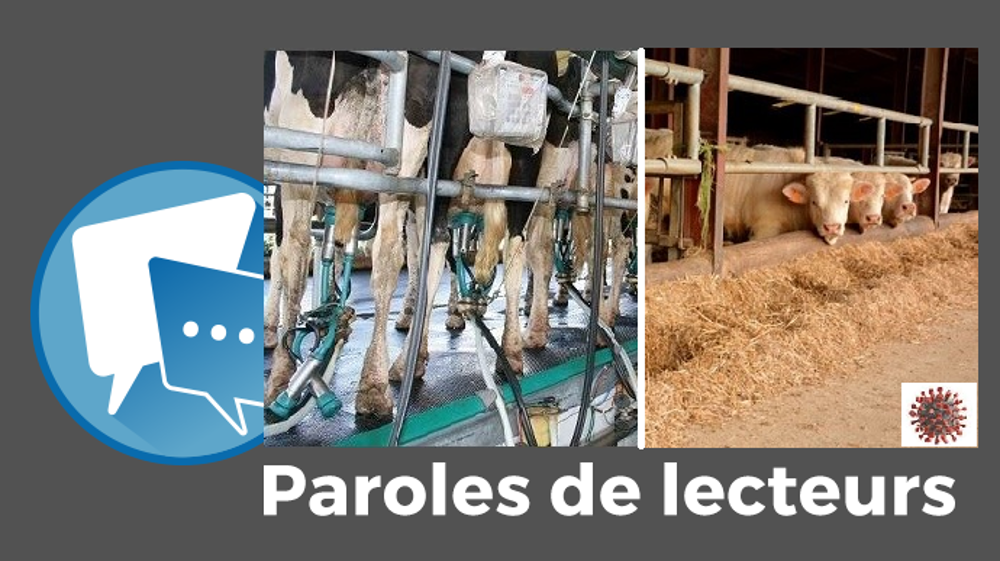 Des baisses de prix, de production, de consommation, etc. mais peu d'appui des acteurs de l'amont et de l'aval, ni de l'État... les filières bovin lait et viande auront du mal à se remettre de la pandémie de coronavirus. (©Terre-net Média)