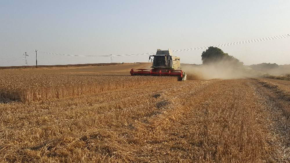 Les agriculteurs russes ont emblavé une superficie record de blé pour la récolte 2020. (©Terre-net Média)