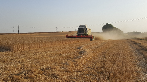 Les agriculteurs russes ont emblavé une superficie record de blé pour la récolte 2020. (©Terre-net Média) Les agriculteurs russes ont emblavé une superficie record de blé pour la récolte 2020. (©Terre-net Média)