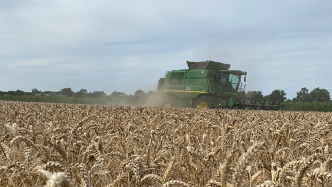 Orgaya - Son fin de blé produit par Ferme au Colombier