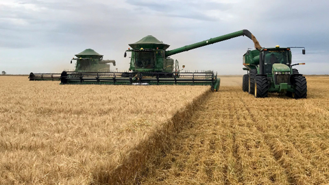 L'Ukraine devrait produire cette année 24,7 millions de tonnes de blé, selon l'USDA. (©Terre-net Média) L'Ukraine devrait produire cette année 24,7 millions de tonnes de blé, selon l'USDA. (©Terre-net Média)