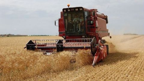 Le blé dur est une culture d’automne qui permet de diversifier les assolements. (©Arvalis-Institut du végétal)