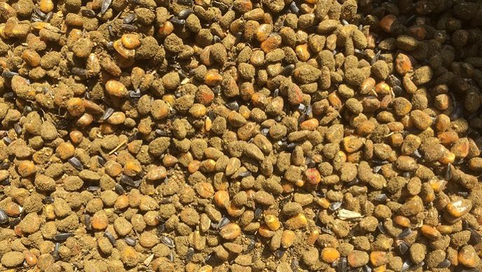 Semences de maïs, associées à du tournesol et du sorgho. Enrobage de semences fait maison