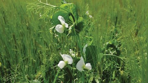 Pour Arvalis, le succès des associations céréales/légumineuses auprès des agriculteurs bio s’explique notamment par les bénéfices agronomiques liés à la diversification intraparcellaire. (©Arvalis-Institut du végétal) Pour Arvalis, le succès des associations céréales/légumineuses auprès des agriculteurs bio s’explique notamment par les bénéfices agronomiques liés à la diversification intraparcellaire. (©Arvalis-Institut du végétal)