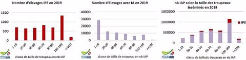 L'insémination par l'éleveur en France (IPE) : les chiffres de 2019