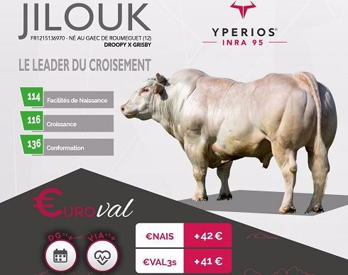 Taureau Yperios d'Auriva élevage avec l'indexation Euroval