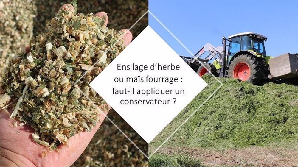 Pour le maïs fourrage comme pour l'herbe, quelle utilité des conservateurs ? Pour le maïs fourrage comme pour l'herbe, quelle utilité des conservateurs ?