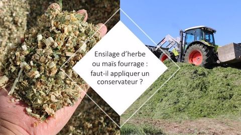 Pour le maïs fourrage comme pour l'herbe, quelle utilité des conservateurs ? Pour le maïs fourrage comme pour l'herbe, quelle utilité des conservateurs ?