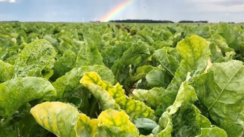 Le délégué interministériel sera notamment en charge de suivre la mise en œuvre du plan de soutien gouvernemental à la filière pour faire face à la crise due au virus de la jaunisse. (©CGB)