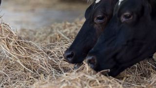 Le Snia travaille à des matières premières importées plus vertueuses. (©Pixabay) Le Snia travaille à des matières premières importées plus vertueuses. (©Pixabay)