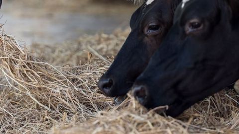 Le Snia travaille à des matières premières importées plus vertueuses. (©Pixabay) Le Snia travaille à des matières premières importées plus vertueuses. (©Pixabay)
