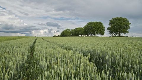 Syngenta entend accompagner les agriculteurs dans la performance économique, environnementale et sociale, et les aide face au changement climatique. (©Pixabay)