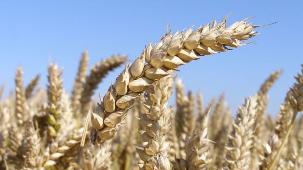 Le blé a franchi le seuil des 200 euros la tonne ce mardi 6 octobre 2020. (©Terre-net Média)