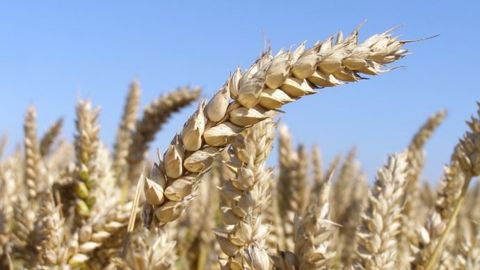 Le blé a franchi le seuil des 200 euros la tonne ce mardi 6 octobre 2020. (©Terre-net Média)