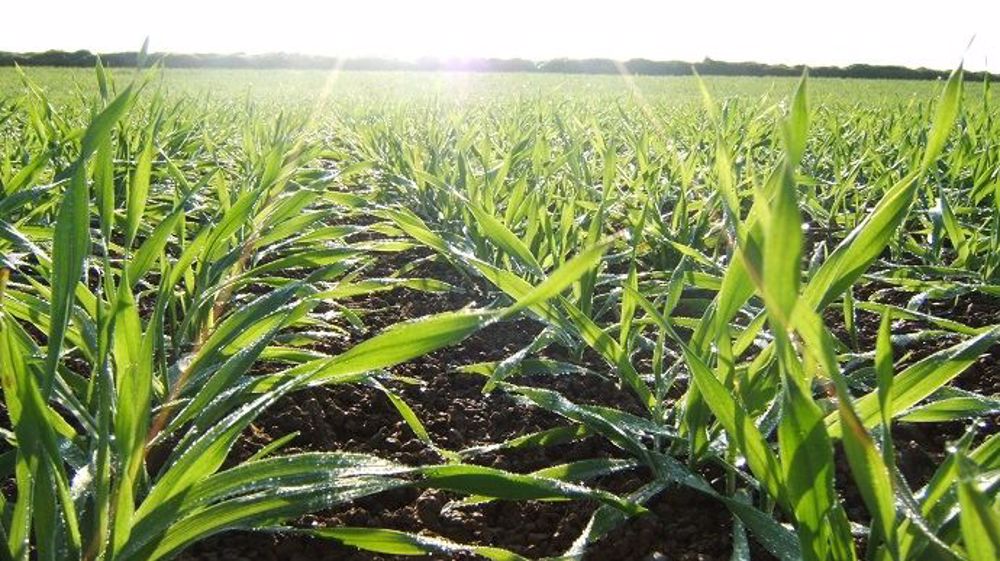 Systiva sera disponible pour les semis de printemps 2021. (©BASF)