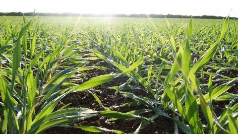 Systiva sera disponible pour les semis de printemps 2021. (©BASF)