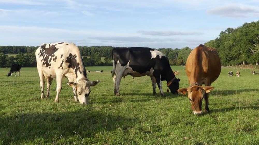 Expérimentation sur un système herbager de grande ampleur dans l'Orne