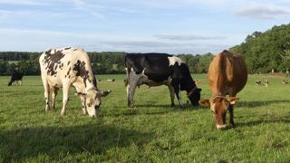 Expérimentation sur un système herbager de grande ampleur dans l'Orne Expérimentation sur un système herbager de grande ampleur dans l'Orne