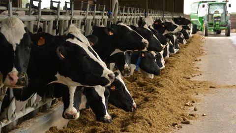 Pas besoin d'être équipé d'une mélangeuse pour préparer et distribuer une bonne ration, tant que les quelques règles de bonnes pratiques sont respectées ! (©Terre-net Média) Pas besoin d'être équipé d'une mélangeuse pour préparer et distribuer une bonne ration, tant que les quelques règles de bonnes pratiques sont respectées ! (©Terre-net Média)