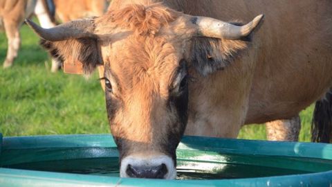 En élevage laitier comme en allaitant, la qualité de l'eau en général (pas seulement d'abreuvement) doit être surveillée de près. (©CC) En élevage laitier comme en allaitant, la qualité de l'eau en général (pas seulement d'abreuvement) doit être surveillée de près. (©CC)