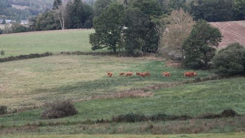 Les vaches de Julien Mermon