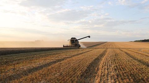 Il ne reste plus que 2 % des parcelles de blé à moissonner en Russie et la production du pays pourrait atteindre, cette année, 84,4 Mt selon SovEcon. (©Pixabay)
