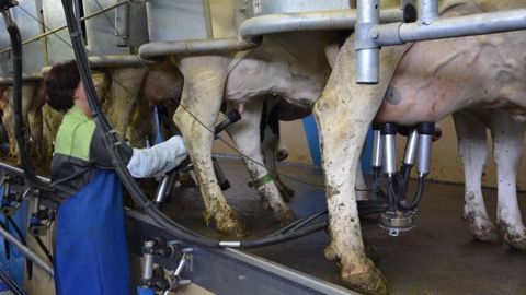 Agir bien avant la traite pour chasser les butyriques
