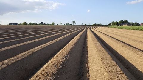 Selon le NEPG, les surfaces de pommes de terre 2021 devraient être réduites d'au moins 15 % par rapport à cette campagne. (©Terre-net Média)