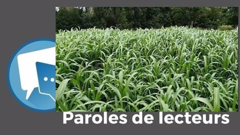Pour titian, cette plante ne fait « pas de miracle » ! (©Chambre agriculture du Grand Est // Création Terre-net Média) Pour titian, cette plante ne fait « pas de miracle » ! (©Chambre agriculture du Grand Est // Création Terre-net Média)