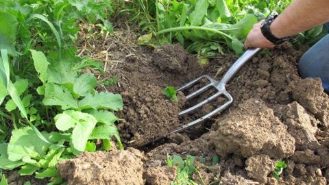 « Prendre en compte le système sol/micro-organismes/plantes »